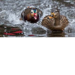 DuckGangIsTheWay