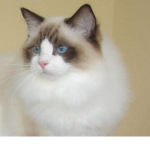 taco loving cat<3 :)
