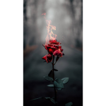 ßlack Rose Pirates