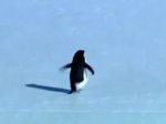 Penguin Games Co