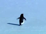 Penguin Games Co Group Thumbnail