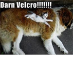 funny cats and dogs