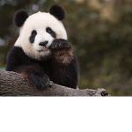 *ThePandas*