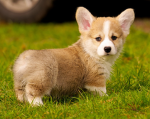 Doggifansssgroup