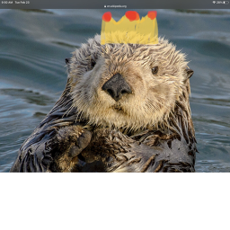 Otter Kings's Place Number: 1
