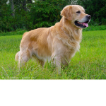 The amasing group of dogs