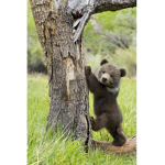 The Team Bear
