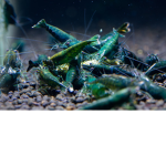 The Blueberry Shrimps