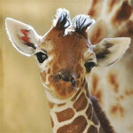 The Club Of Giraffes