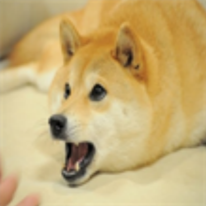 Funny dog 10 Roblox decal