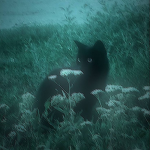 Kat Whiskers