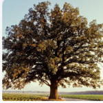 team trees the best