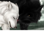black and white wolves
