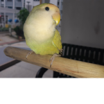 ***Parrot Club***