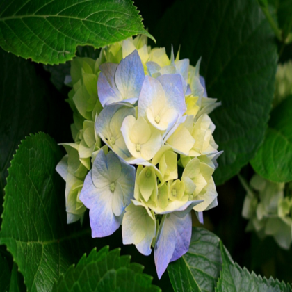 Windows Photo Viewer Wallpaper Roblox decal