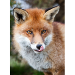 Foxy Kingdom