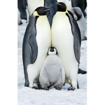 KitKat and Penguin Army