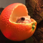 Cotton Froggy