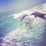 Dolphin Fairy!