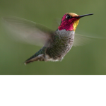 BeutifulBirds