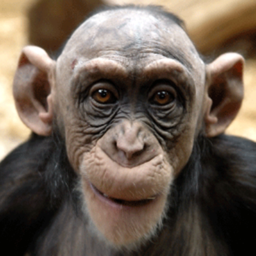 monke praise