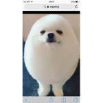 CheeseFeetLexi And CheeseFeetLucky