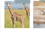 Giraffe only fan club