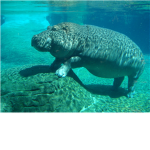 hippopotamus