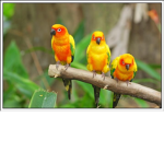 The Bird Society