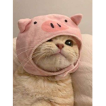 들어와주세욤
