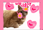 We love cats squad
