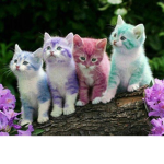 colourful cats!!!!!!