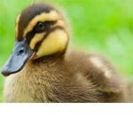 rip my ducks