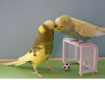BUDGIE GANG