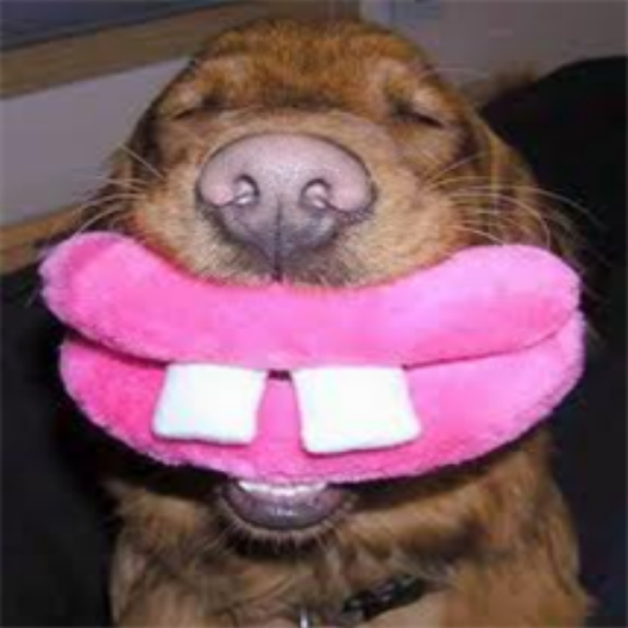 funny dog!!! plz fav Roblox decal