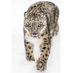 snowleopards!