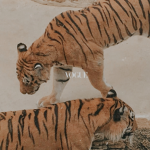 uni tiger