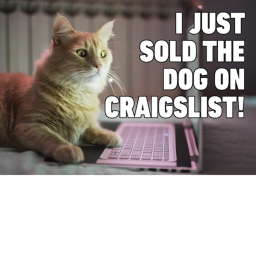 fat cat