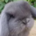Gray Bunny Technologies