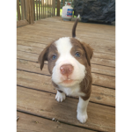 Puppy Owners Group