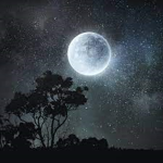食MoonLit Cartel日