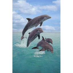 Obby para delfines xd