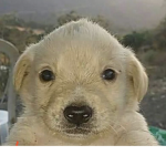 Team cachorro Oficial :)