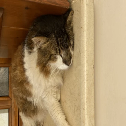 Silly sleepy cat
