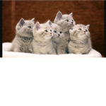 KKATTS