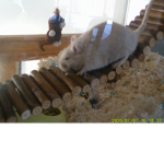 The Gerbil Empire (TGE)