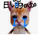 El Gato :( ;(