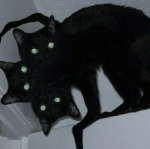 6ixcorpse