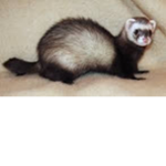 FluffyFerrets