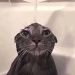 pipu